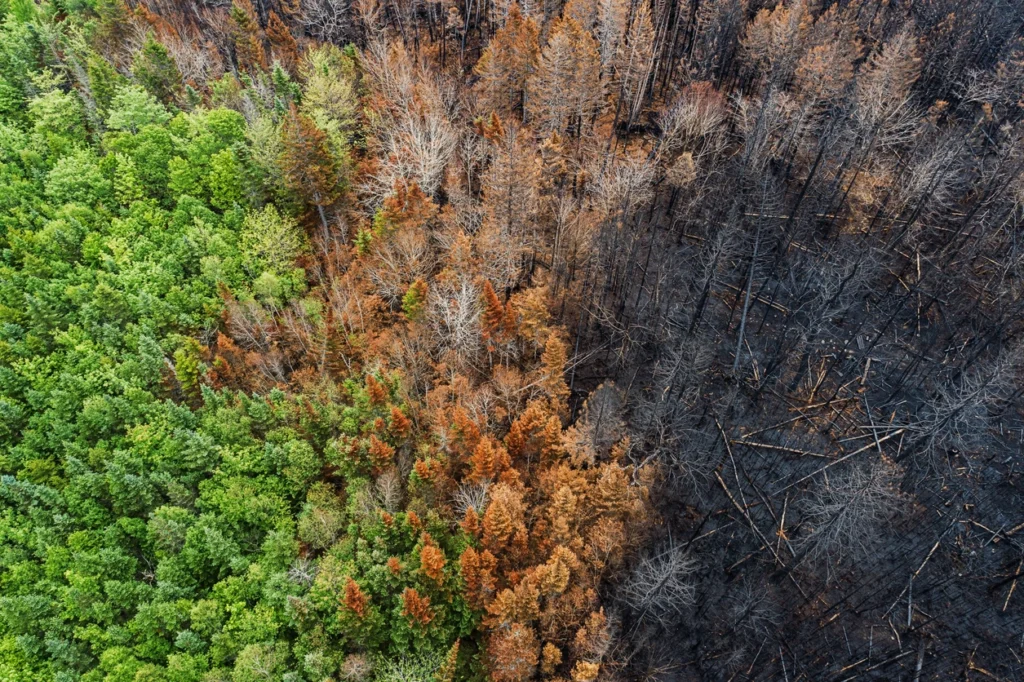 burn trees caused by climate change